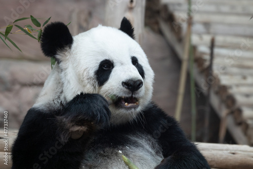 Fototapeta Naklejka Na Ścianę i Meble -  Close up Cute Fluffy Panda in Thailand