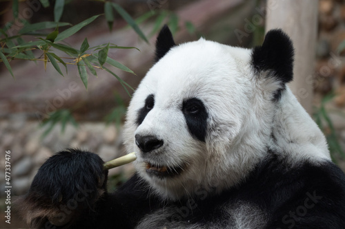 Fluffy Panda Eating Bamboo Shoot