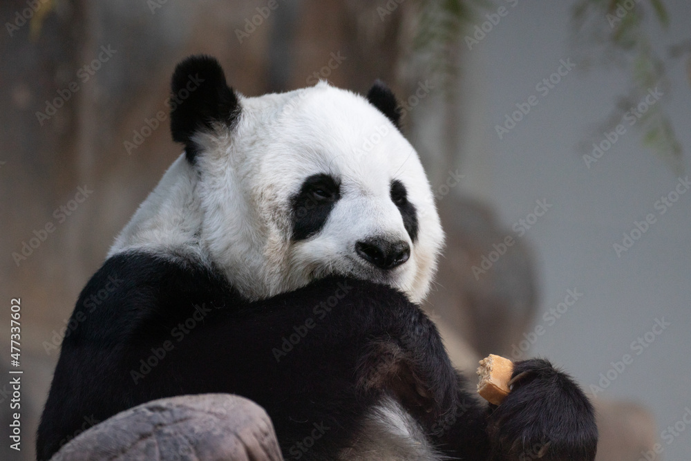 Close up Cute Fluffy Panda in Thailand Close up Cute Fluffy Panda in Thailand