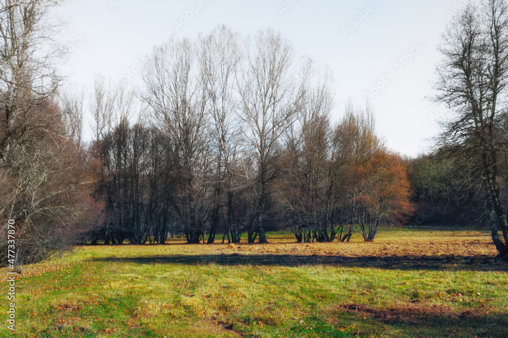 Beautiful sunny winter morning in a meadow in the Sanabria region. Castilla and Leon. Spain Beautiful sunny winter morning in a meadow in the Sanabria region. Castilla and Leon. Spain