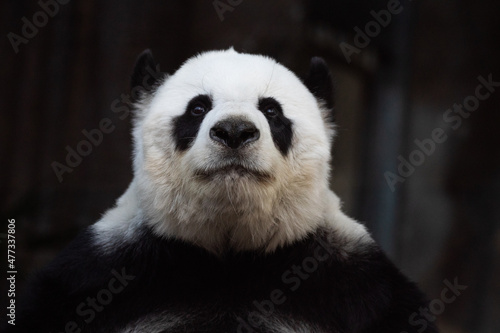 Portrait of Fluffy female panda in Thailand, Lin Hui