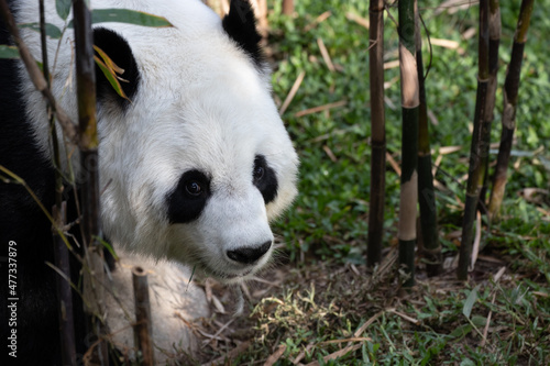 Fototapeta Naklejka Na Ścianę i Meble -  A female panda on the green yard