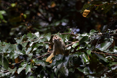 Close up Common Squirrel Monkey  Saimiri Sciureus