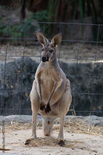 Close up Red Kangaroo standing in the yard