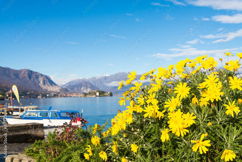 Yellow flowers in the village of Stresa, Italy. A small harbour in the blurred background, with italian alps and blue sky.