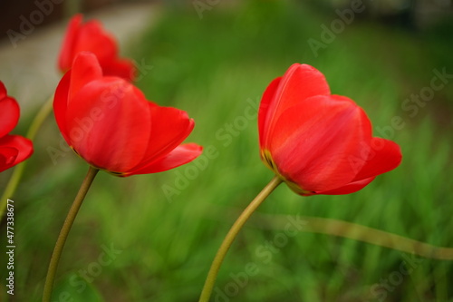 Vivid red tulip flowers grows in spring garden.