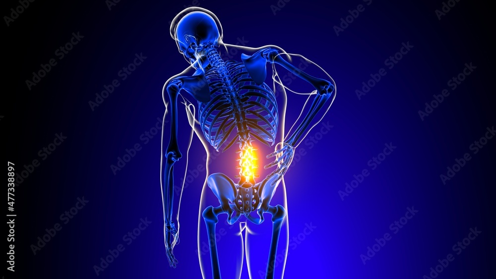 Lumbar spine joint pain Anatomy For Medical Concept 3D Stock ...