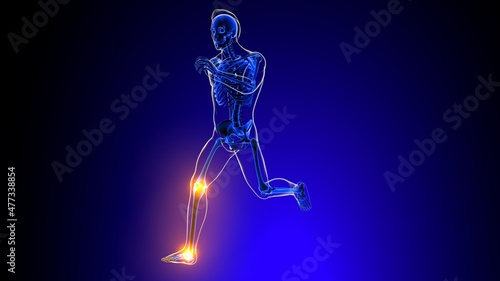 Schilderij op canvas Human skeleton joint pain Anatomy For Medical Concept 3D