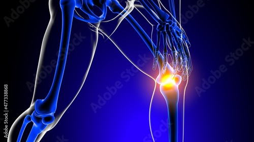 Knee joint pain Anatomy For Medical Concept 3D