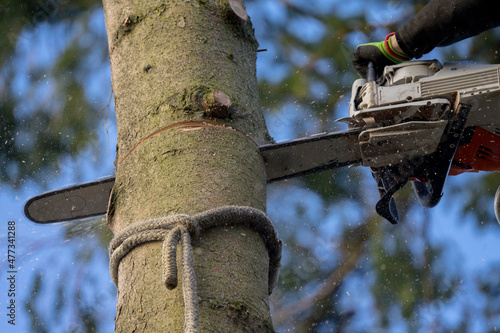 aborist with a chainsaw, professional tree care