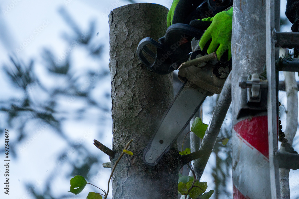 arboristic with a chainsaw by a professional arboristic with a chainsaw by a professional