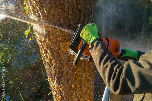 arborist with a chainsaw, professional tree care