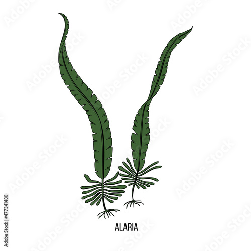 Wakame algae alaria sketch in hand drawn style. Vector drawing. Natural organic nutrition.