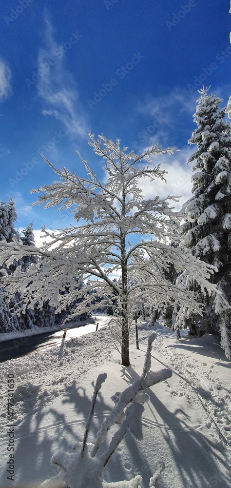 Winter in the Thuringian Forest
