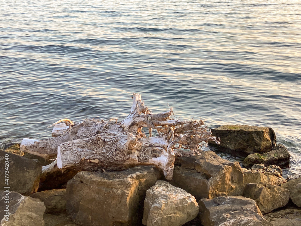 Fototapeta premium Tree Trund in Croatia