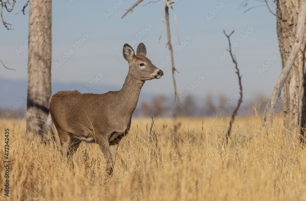 Whitetail Deer Doe in Colorado in Autumn Whitetail Deer Doe in Colorado in Autumn