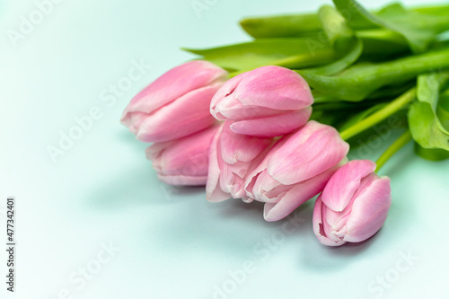Fototapeta Naklejka Na Ścianę i Meble -  Spring bud bouquet creative frame design. Blank with pink tulips. A bouquet of tulips on a blue background with a place for your text. Side view. Copy space.