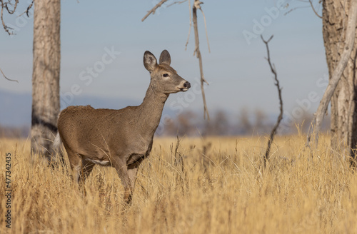 Fototapeta Whitetail Deer Doe in Colorado in Autumn