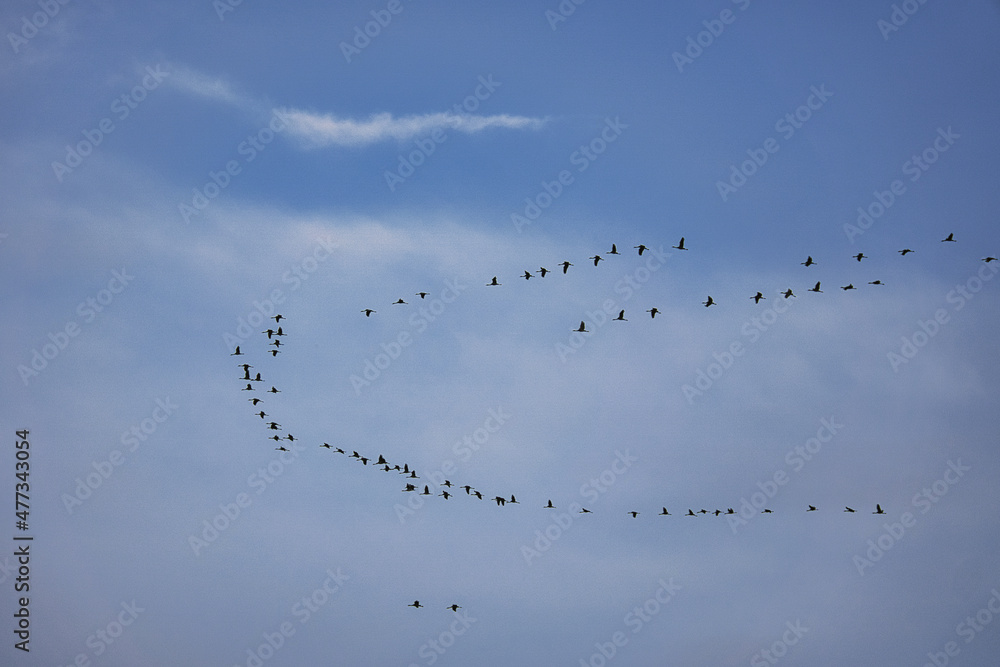 Cranes moving in formation in the sky. Migratory birds on the Darss. Cranes moving in formation in the sky. Migratory birds on the Darss.