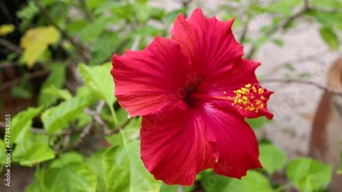 4K slow motion of a bright red hibiscus flower gentle blowing in the wind.  photo