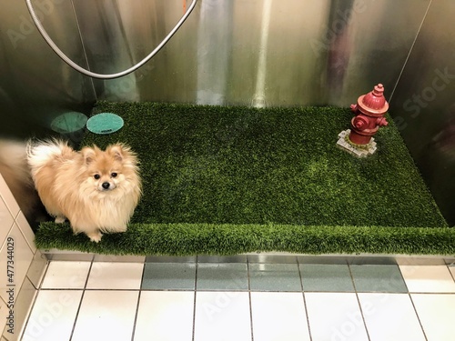 A cute dog sitting on an artificial pee mat at a bathroom specialized for dogs in airports.