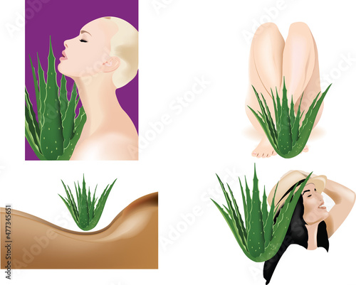 aloe plant for cosmetic use