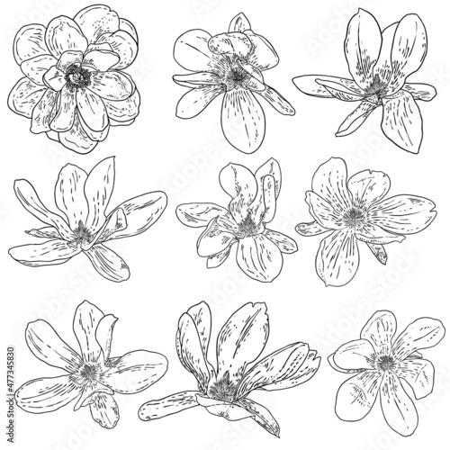 Magnolia flower set  blossom head isolated on white. Top side view of magnolia open spring blooming  hand drawn  collection. Vector.