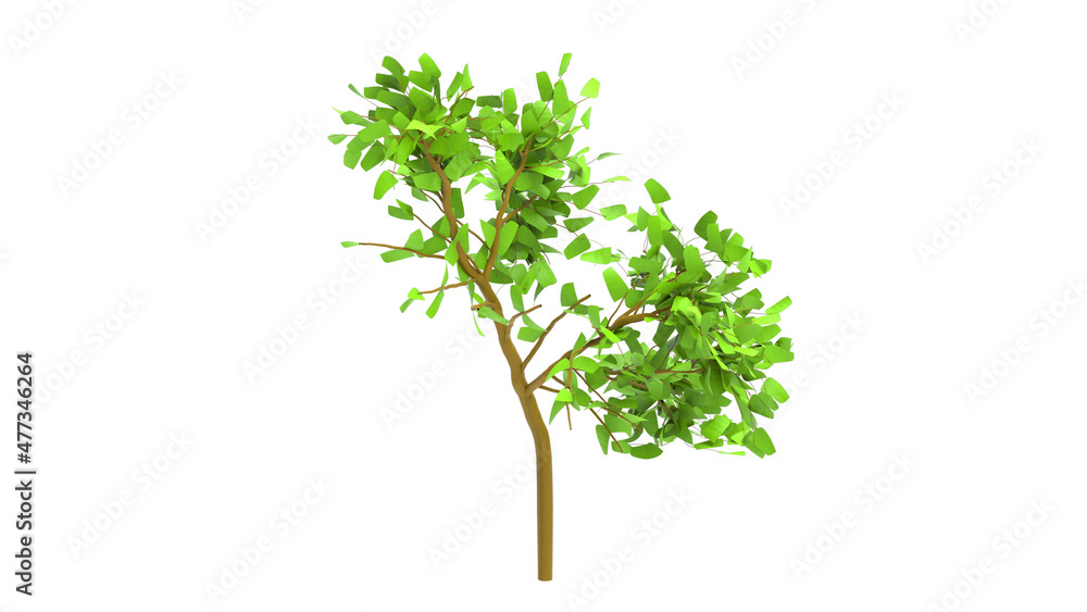 maple tree without shadow 3d render
