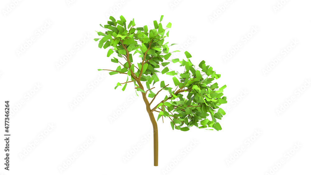 maple tree without shadow 3d render maple tree without shadow 3d render
