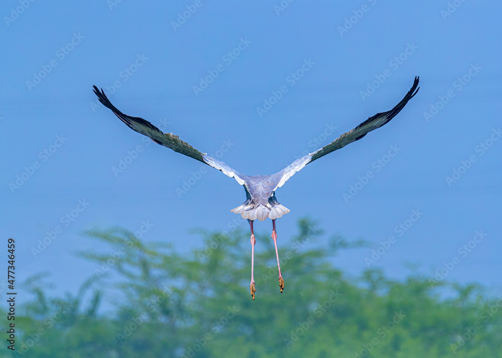Wings in V shape of a Sarus Crane Wings in V shape of a Sarus Crane