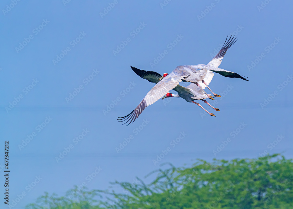 Obraz premium Pair of Flying Sarus Crane 5