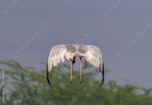 Flying Sarus Crane with Wings down photo