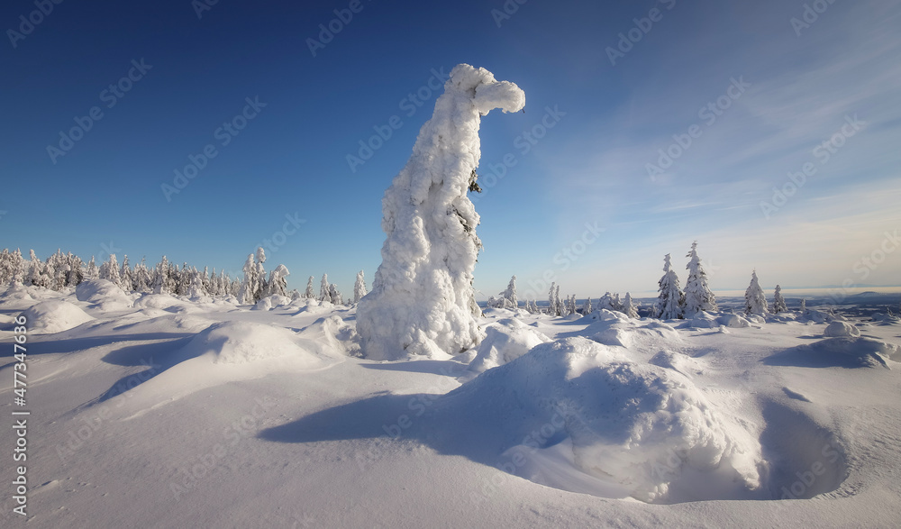snow covered trees snow covered trees