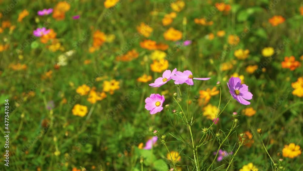 flowers are blossoming. colorful nature flowers are blossoming. colorful nature