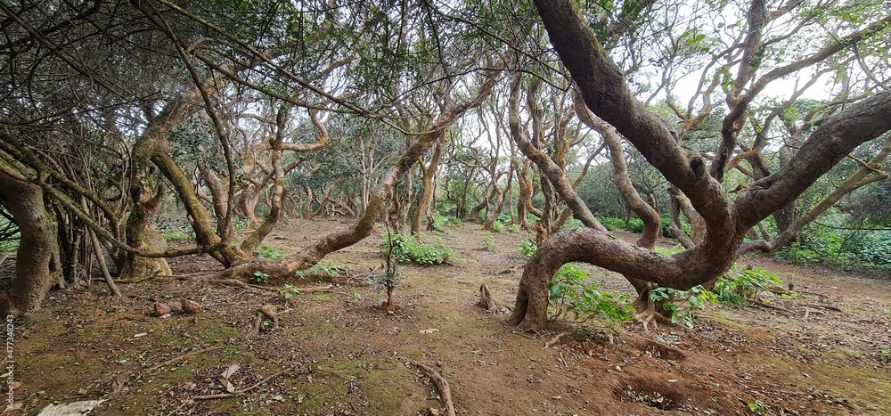 Brown and grey twisty trees near the parking space at Elphinstone Point, Mahabaleshwar, Mumbai, India. People use this place as picnic point. Brown and grey twisty trees near the parking space at Elphinstone Point, Mahabaleshwar, Mumbai, India. People use this place as picnic point.