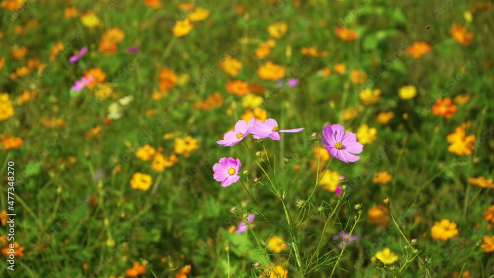 flowers are blossoming. colorful nature