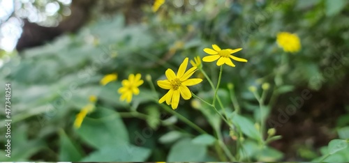 Bild auf Leinwand Yellow flower called Sonki or Mumbai Senecio or Graham's groundsel