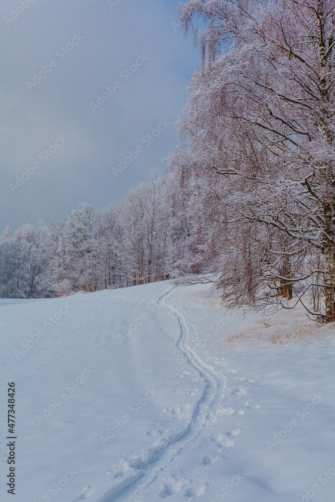 Fototapeta premium snow covered trees