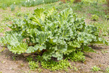 Bright green texture of a group of young fresh big rhubarb leaves is in a garden in summer