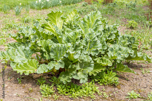 Bright green texture of a group of young fresh big rhubarb leaves is in a garden in summer