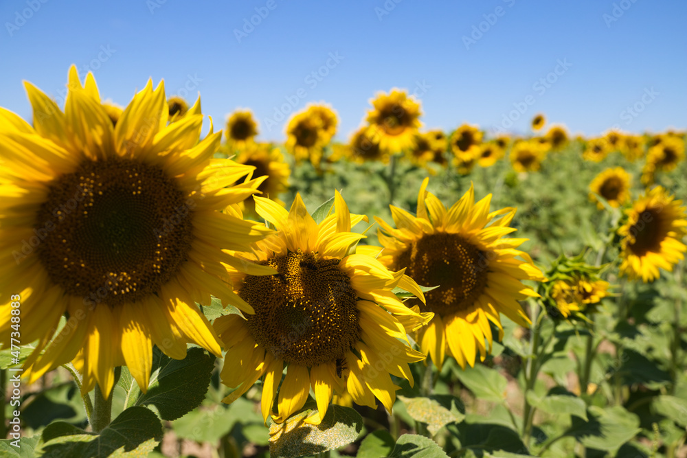 Fototapeta premium Three yellow sunflower flowers in an agricultural and ecological field of sunflower plantation. In the background blue sky typical of summer. Organic farming concept.