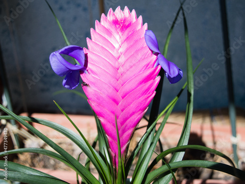 Pink quill plant, Tillandsia Cyanea, pot grown succulent plant with pink bracts that resemble ink quills, little violet flowers that emerge in the summer photo