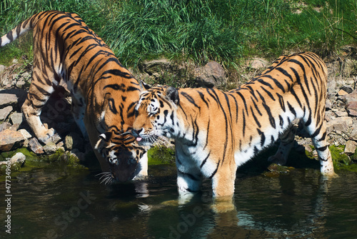 Zwei Tiger am Wasser © Ulf's Bilderwelt