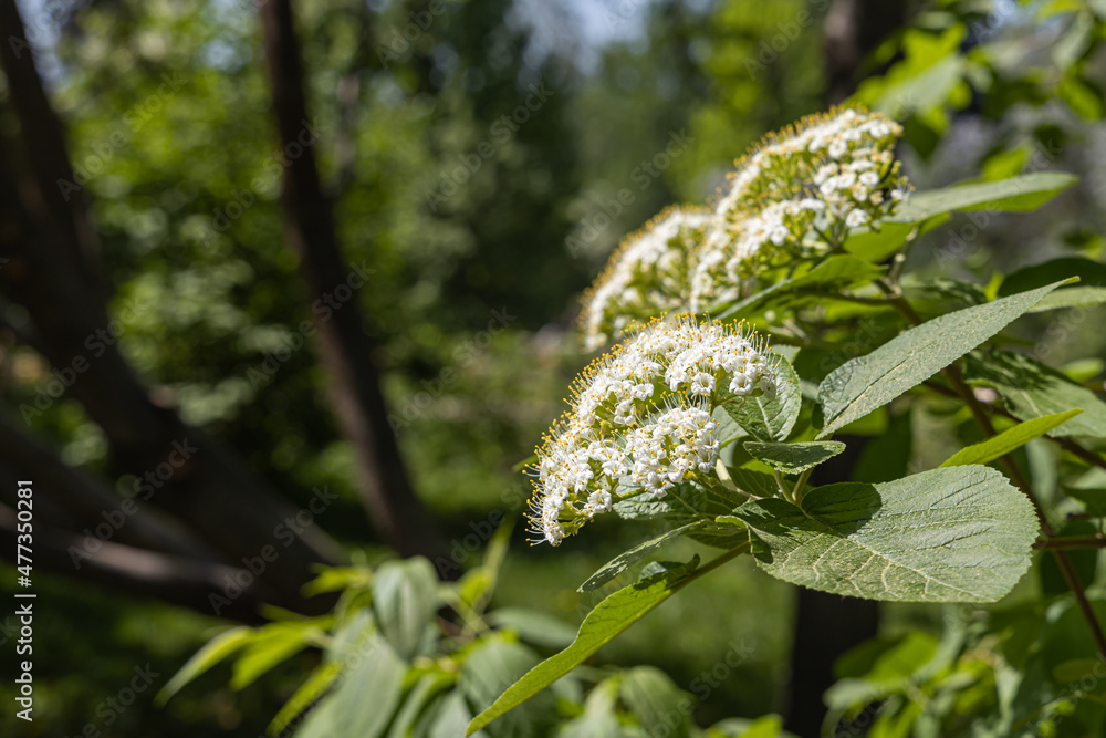 Branch of Wayfaring tree with white flowers and green leaves and buds blooms on a green blurred background in summer Branch of Wayfaring tree with white flowers and green leaves and buds blooms on a green blurred background in summer