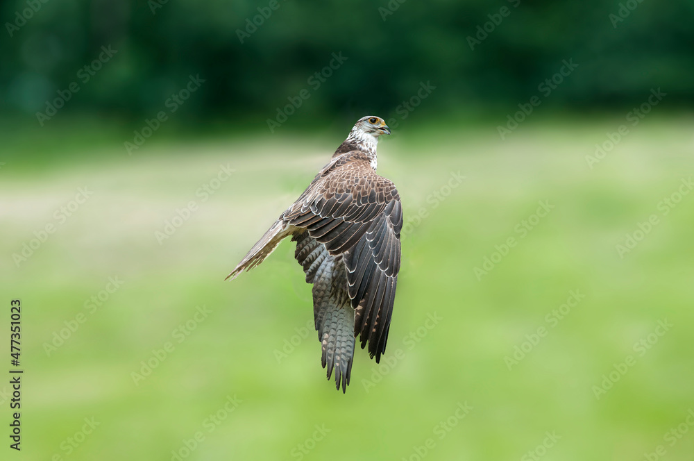 Fototapeta premium Falke im Abflug, hebt ab auf einer Wiese