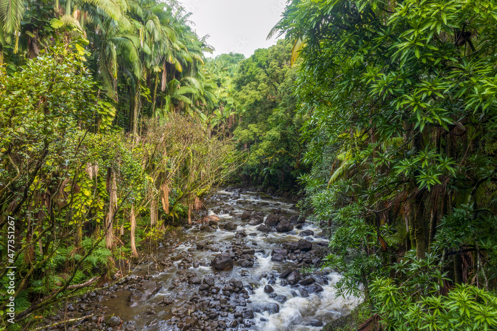 Obraz premium Creek cascade in the tropical rainforest on Big Island, Hawaii