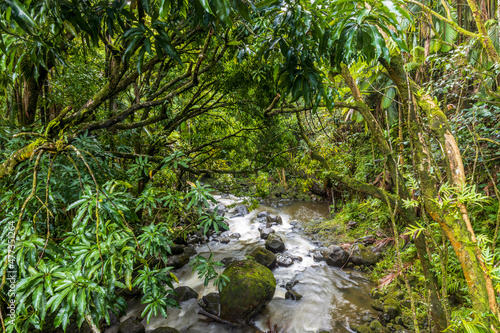 Creek cascade in the tropical rainforest on Big Island, Hawaii