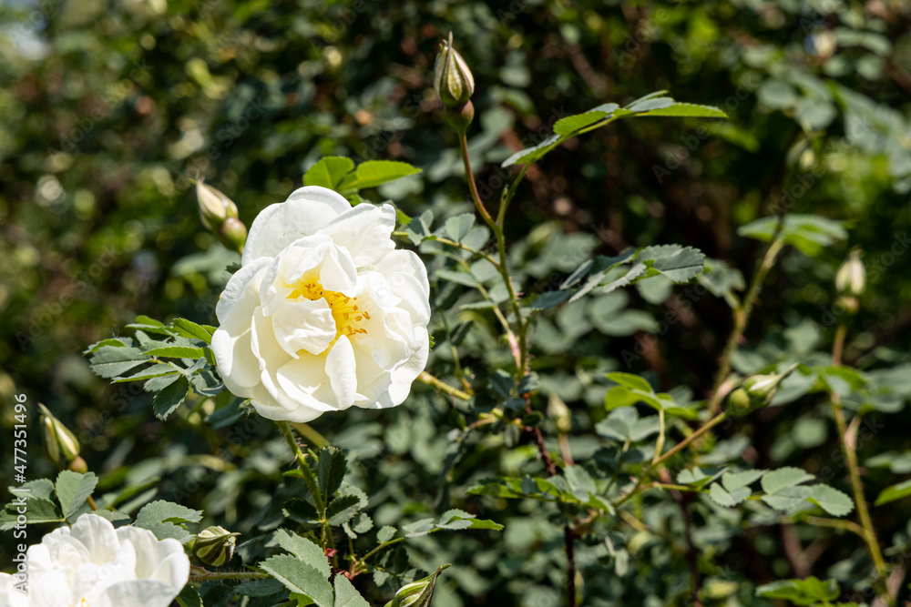 Beautiful delicate flowers white rose with green leaves are on a blurred green background Beautiful delicate flowers white rose with green leaves are on a blurred green background