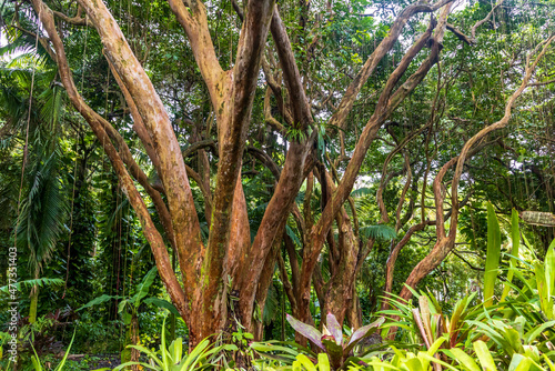 Beautiful tree in the tropical rainforest on Big Island, Hawaii photo