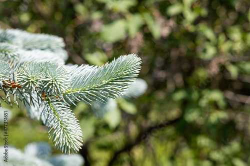 Branch of blue fir tree with orange young cones is on a green background for Christmas decoration